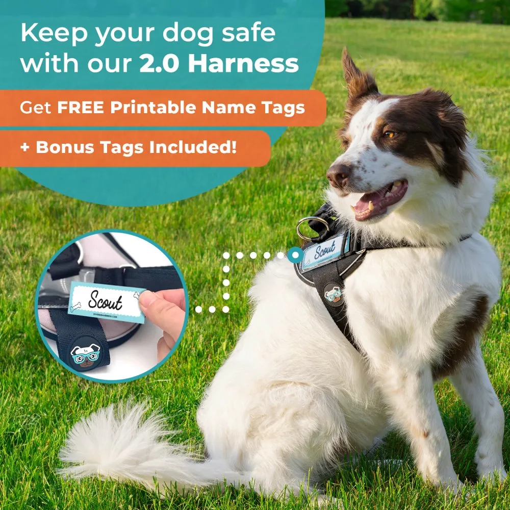 Blue Snowflake Joyride Premium Advanced Dog Harness 2.0