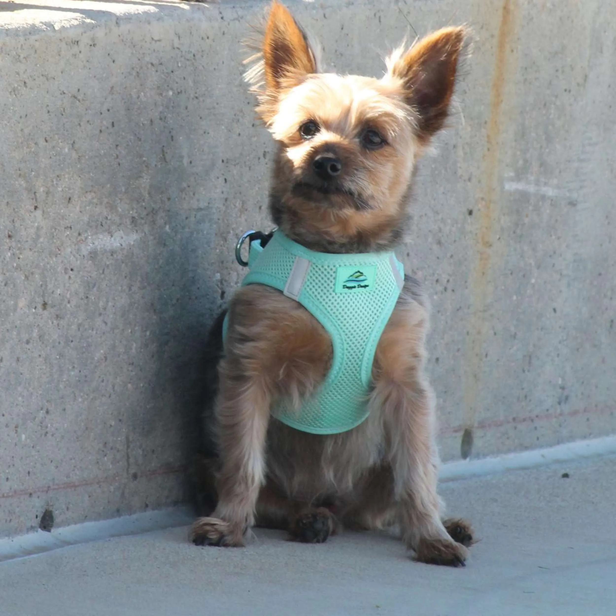 Choke-Free Mesh Harness | Mint Aqua