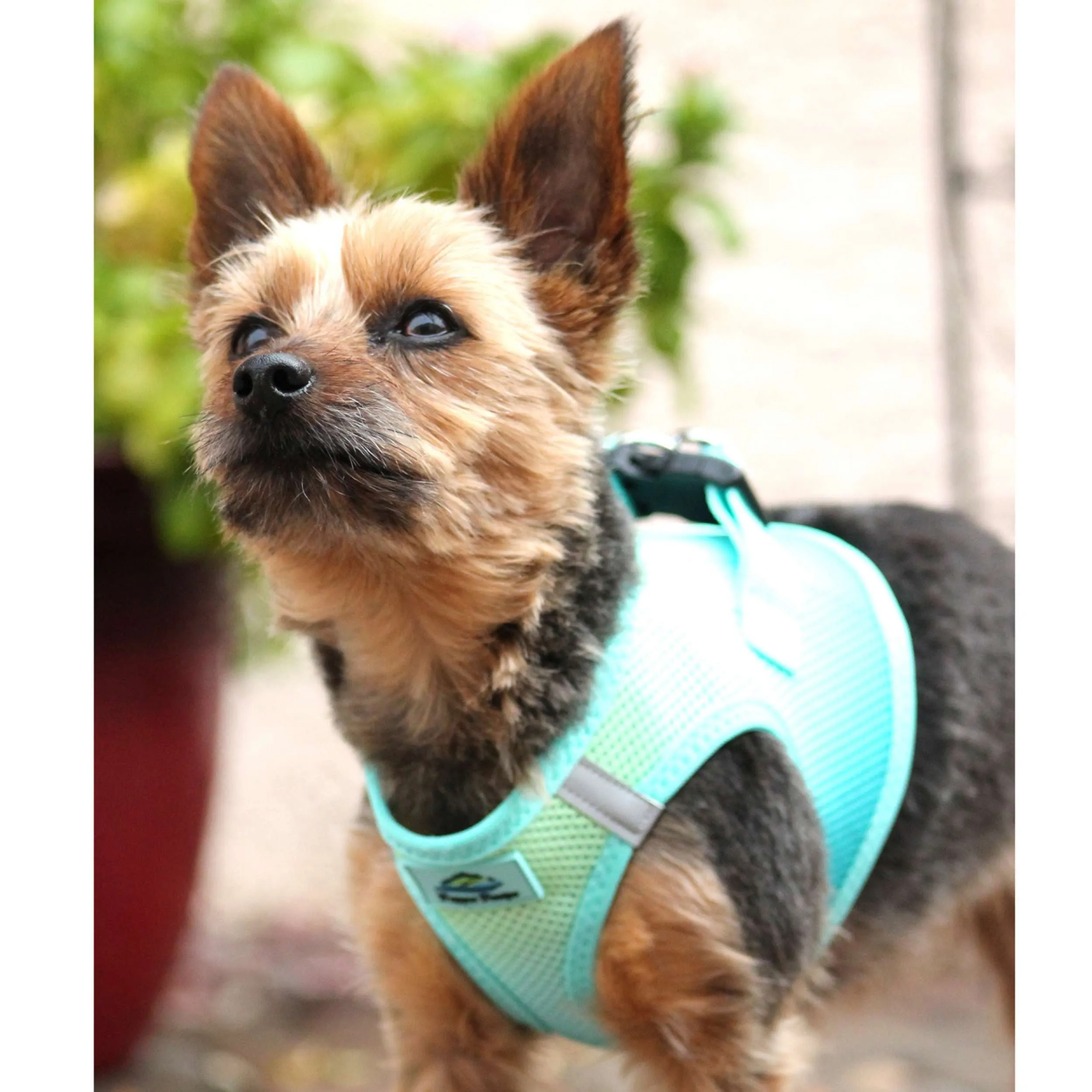 Choke-Free Mesh Harness | Ombre Aruba Blue