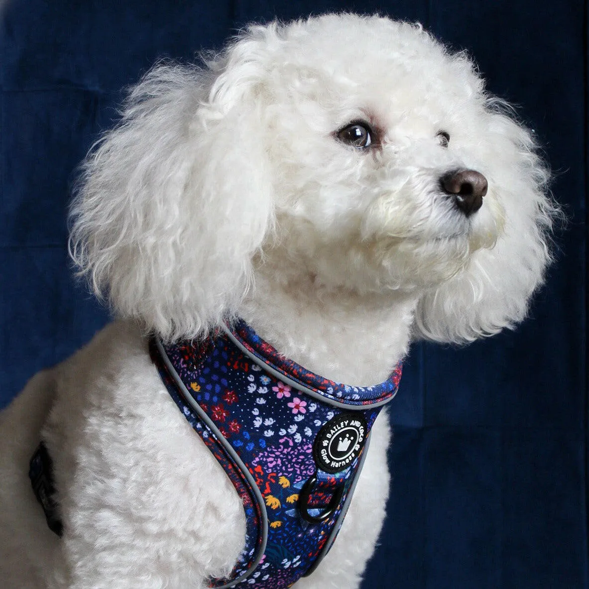 Glow Harness® Bundle Set - Enchanted