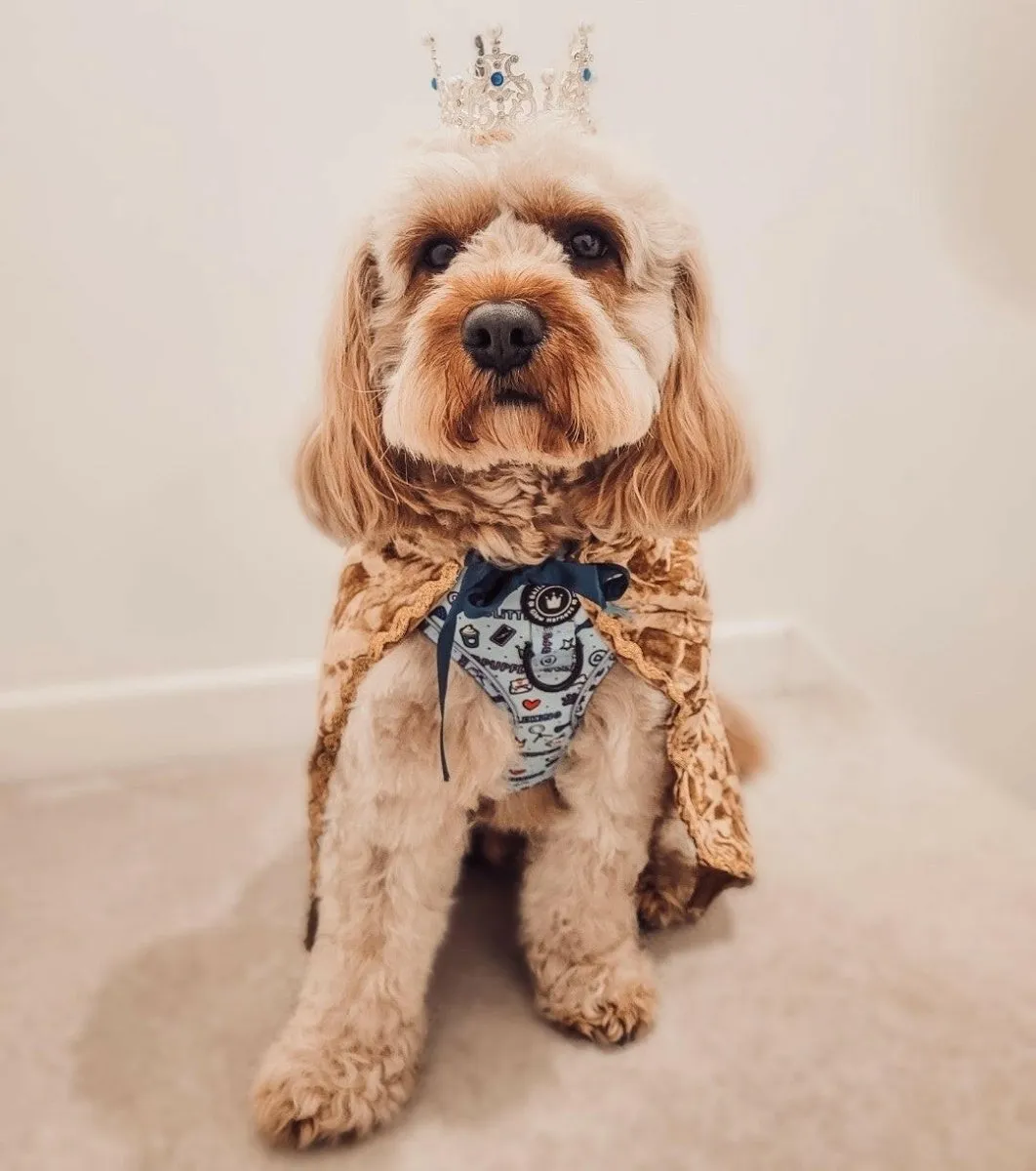 Glow Harness® Bundle Set - Pupfluencer Little King