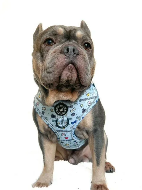 Glow Harness® Bundle Set - Pupfluencer Little King