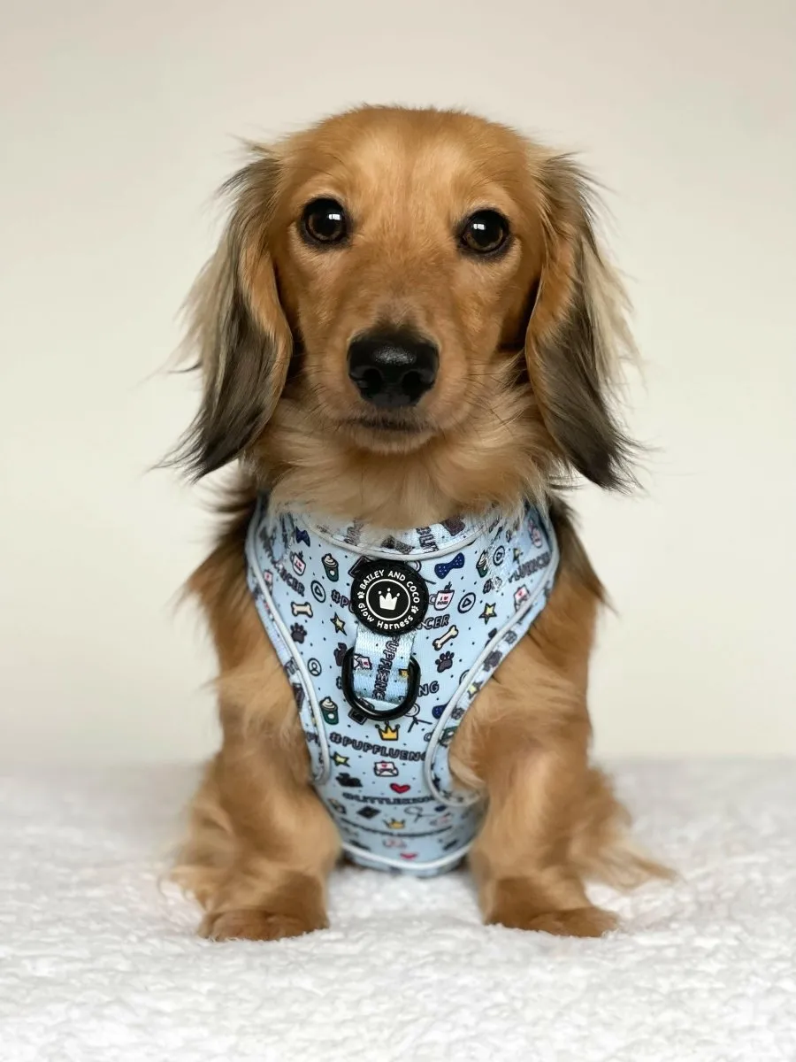 Glow Harness® Bundle Set - Pupfluencer Little King