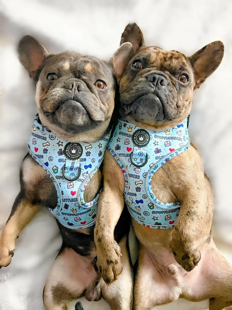 Glow Harness® Bundle Set - Pupfluencer Little King