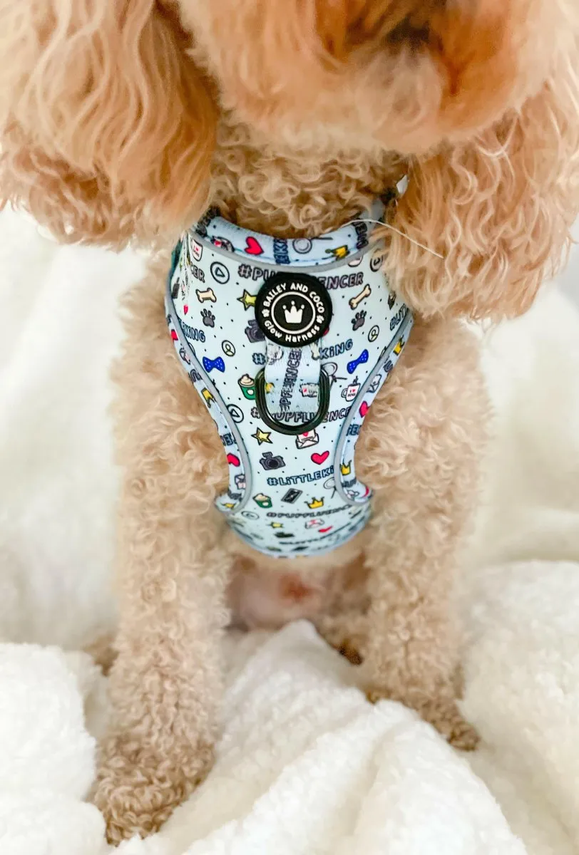 Glow Harness® Bundle Set - Pupfluencer Little King