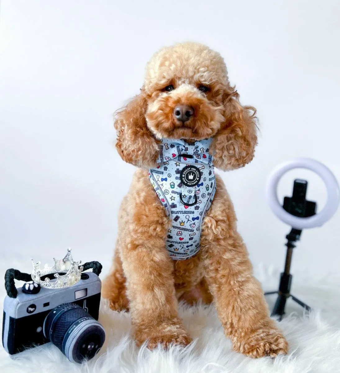 Glow Harness® Bundle Set - Pupfluencer Little King