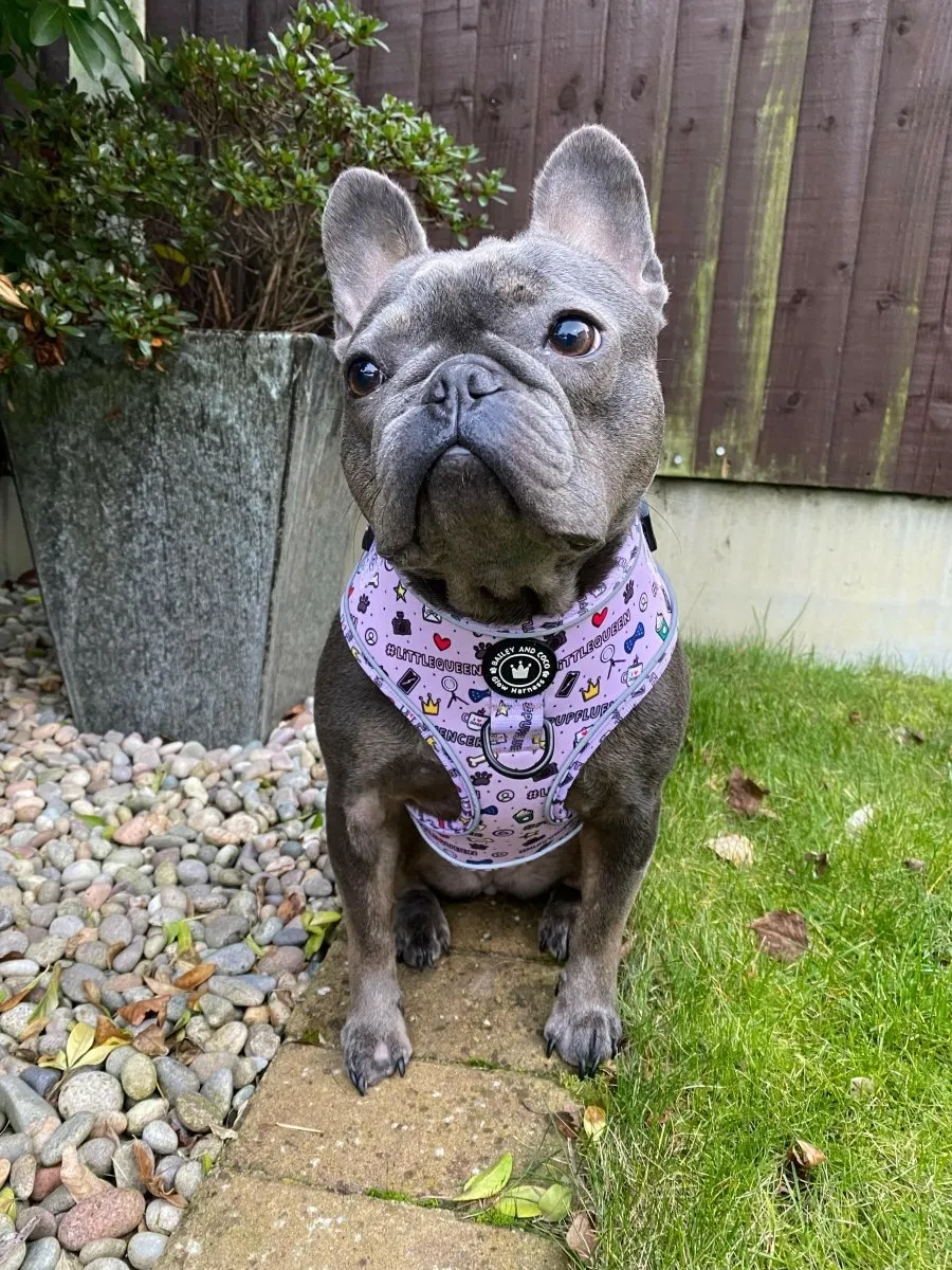 Glow Harness® Bundle Set - Pupfluencer Little Queen