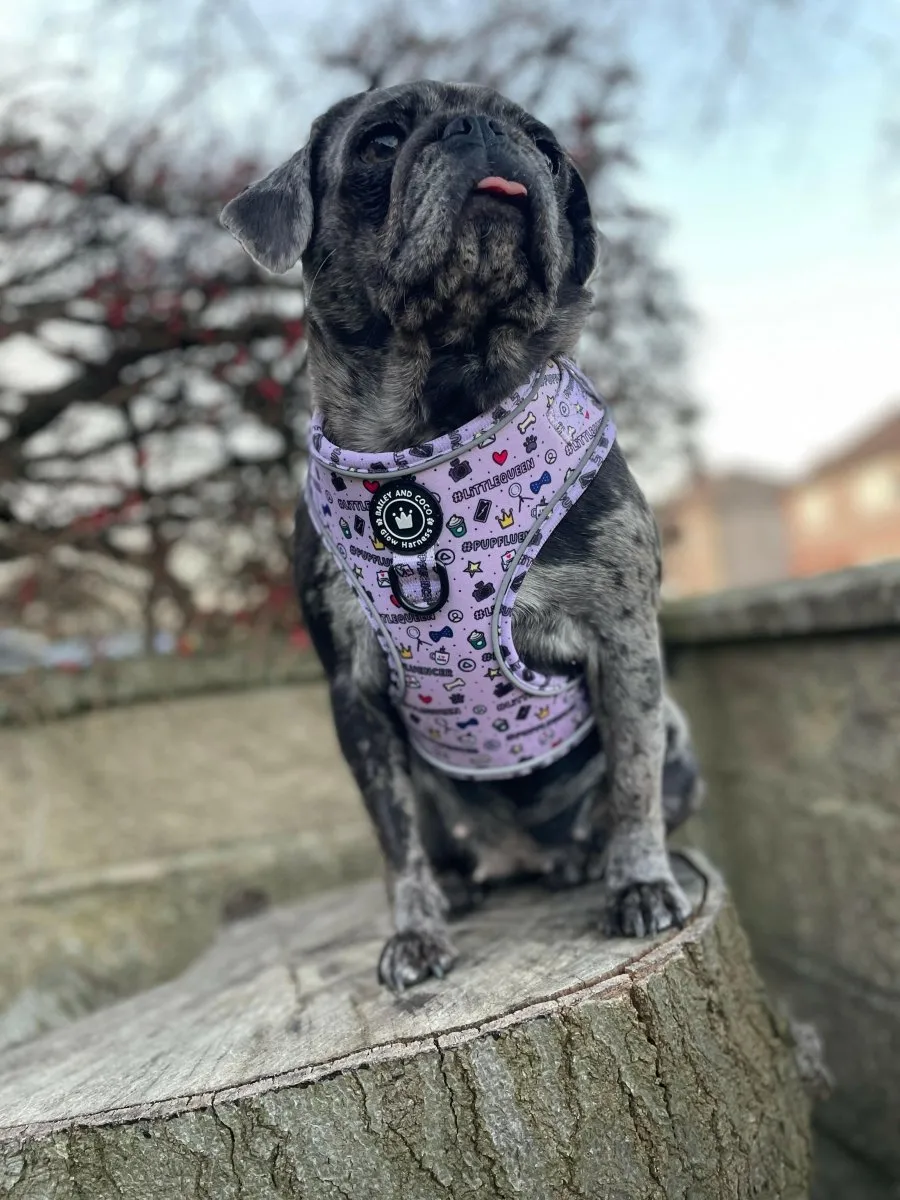 Glow Harness® Bundle Set - Pupfluencer Little Queen