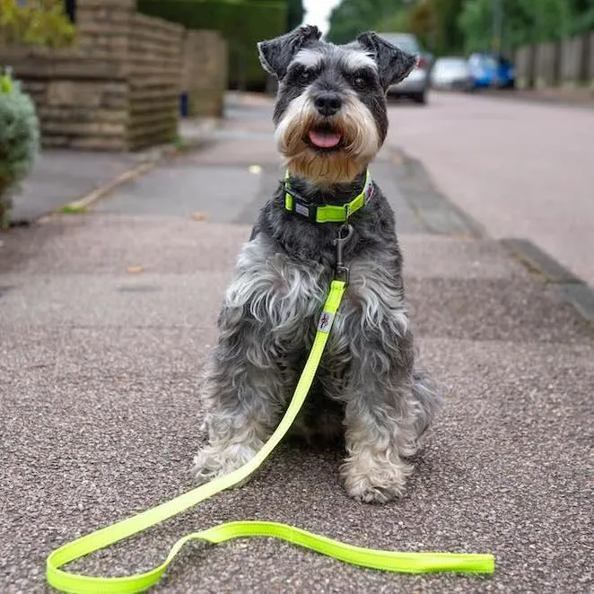 Neon Webbing Dog Lead | Hi Viz