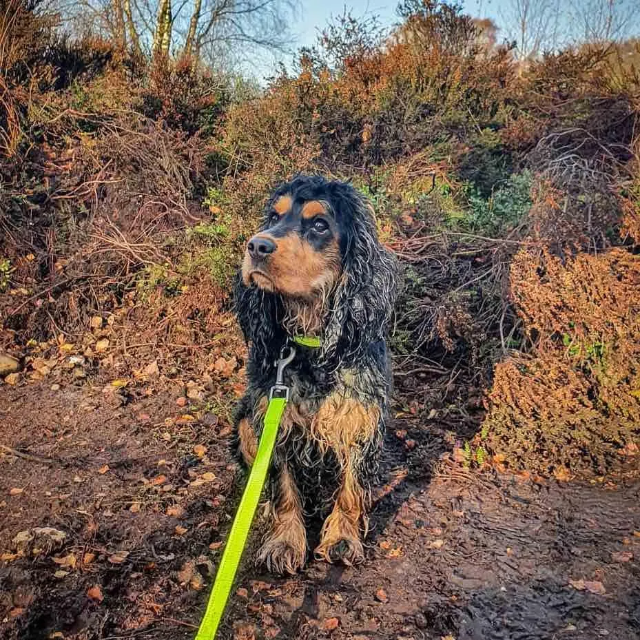 Neon Webbing Dog Lead | Hi Viz