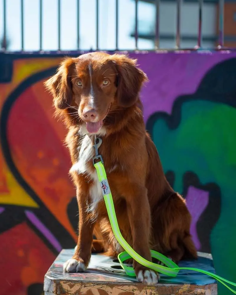 Neon Webbing Dog Lead | Hi Viz