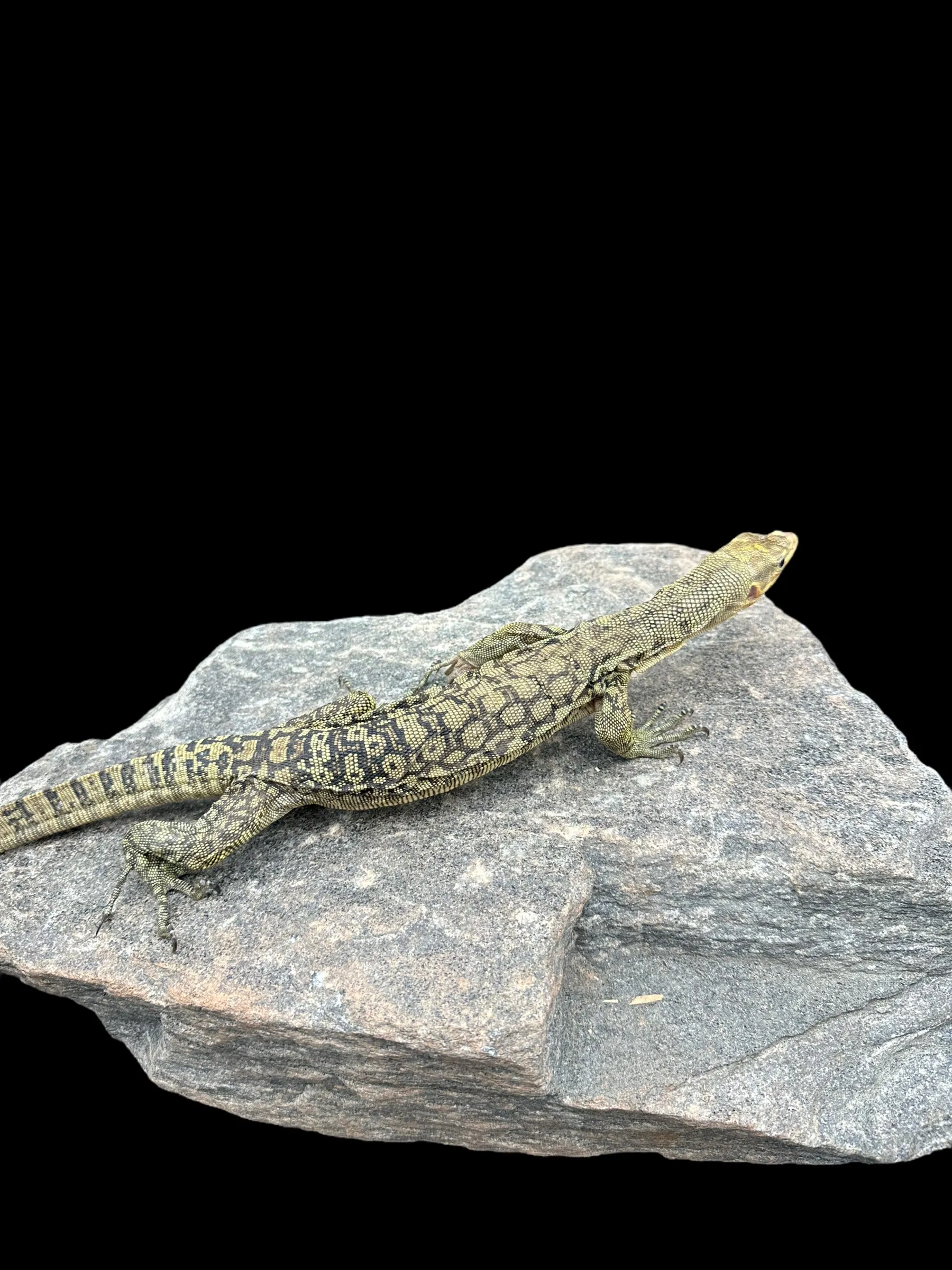 Quince Monitor