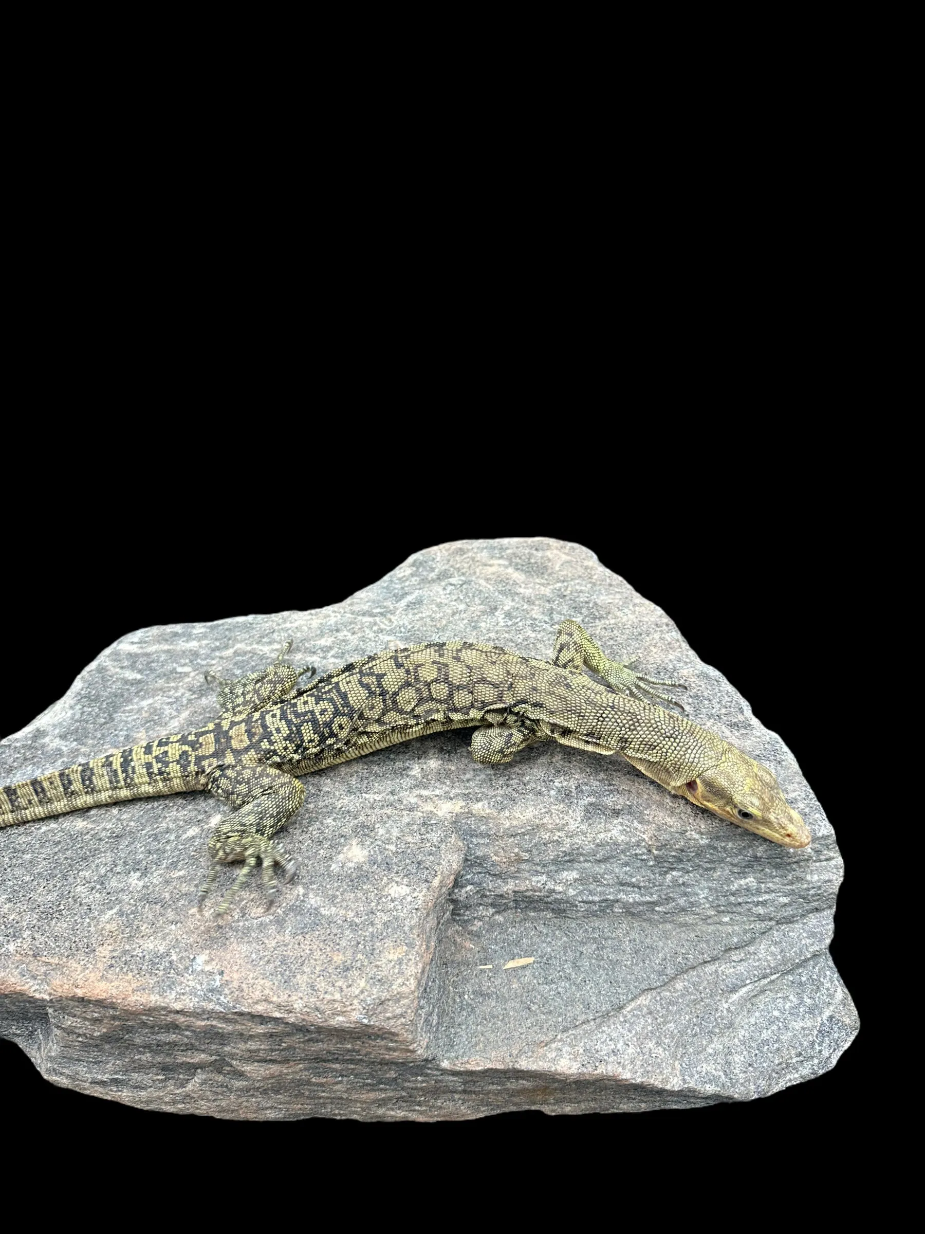 Quince Monitor
